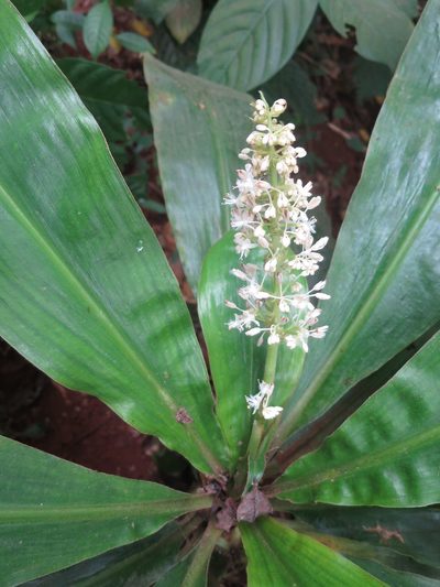 Palisota pedicellata, photographed by Ricardo Lima