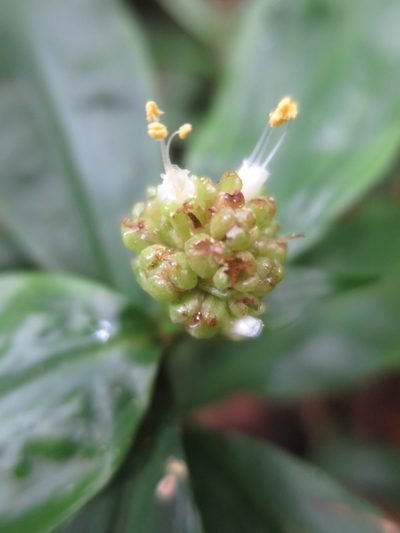 Pollia condensata, photographed by Ricardo Lima