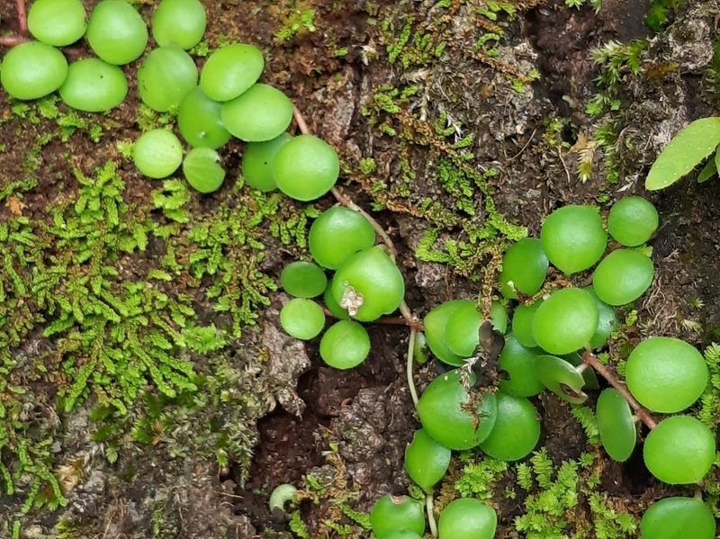 Peperomia cyclophylla, photographed by Francis Pérez