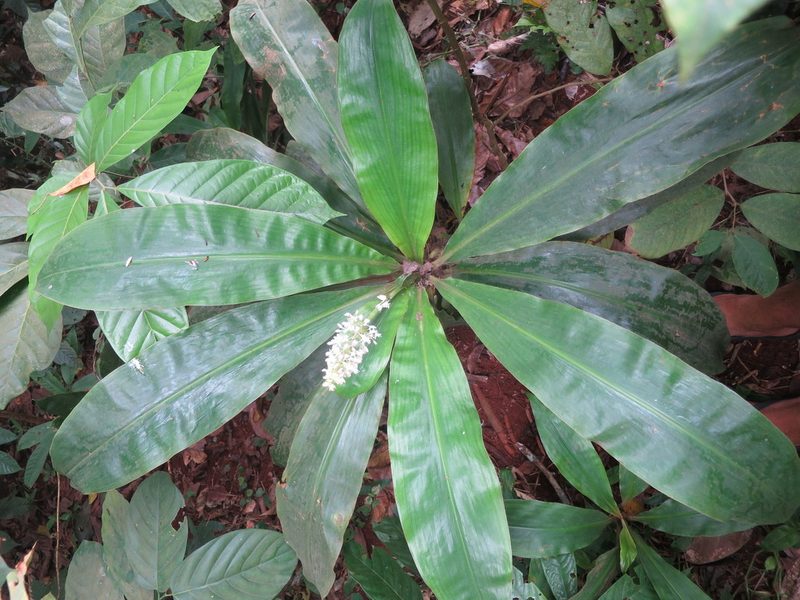 Palisota pedicellata, photographed by Ricardo Lima