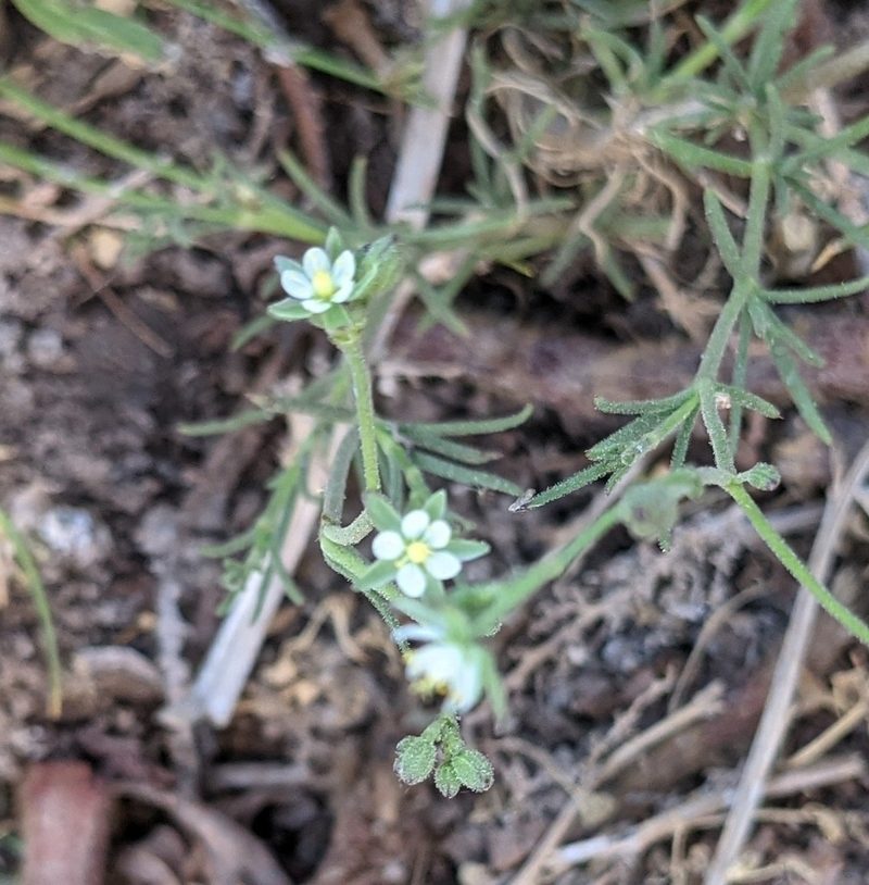 Spergularia ramosa, photographed by mgentile