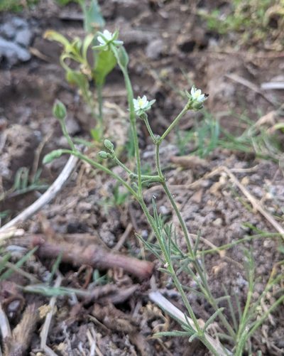 Spergularia ramosa, photographed by mgentile