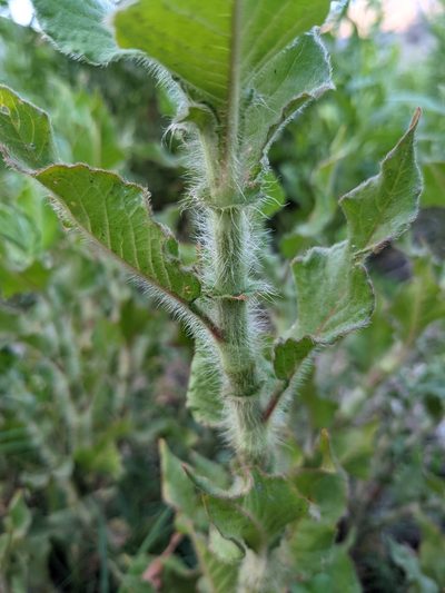 Persicaria hispida, photographed by mgentile