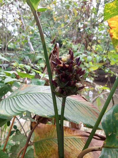 Goeppertia latifolia, photographed by Francis Pérez