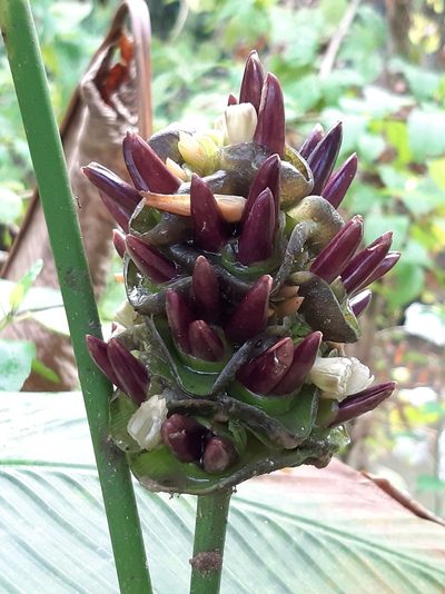 Goeppertia latifolia, photographed by Francis Pérez