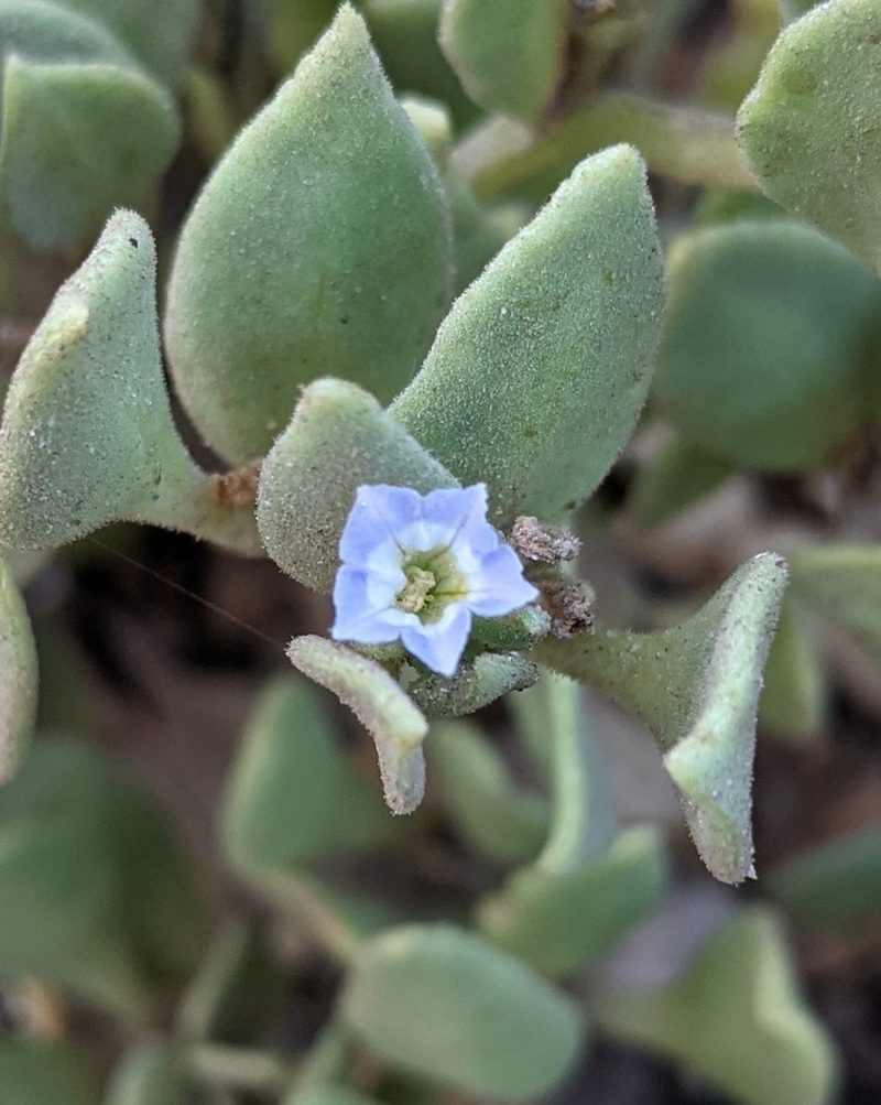 Sclerophylax kurtzii, photographed by mgentile