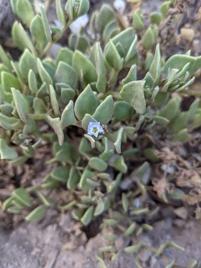 Sclerophylax kurtzii, photographed by mgentile