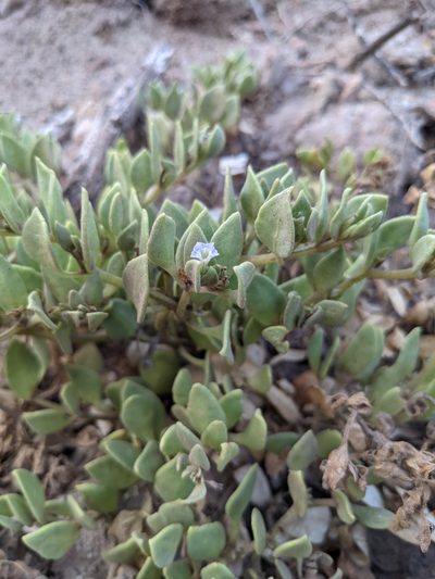 Sclerophylax kurtzii, photographed by mgentile
