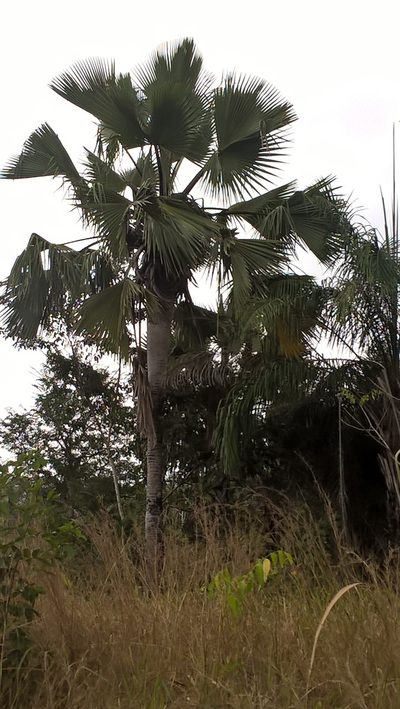 Borassus aethiopum, photographed by Ricardo Lima