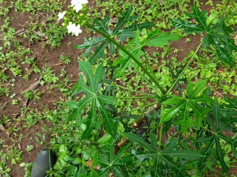 Cnidoscolus aconitifolius, photographed by Francis Pérez