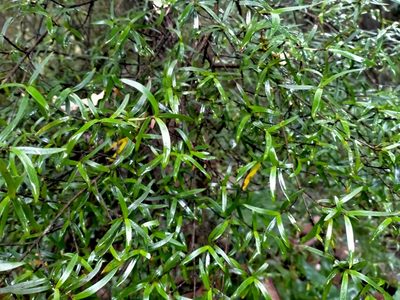 Coprosma linariifolia, photographed by John Barkla