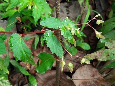Begonia hirsuta, photographed by Francis Pérez