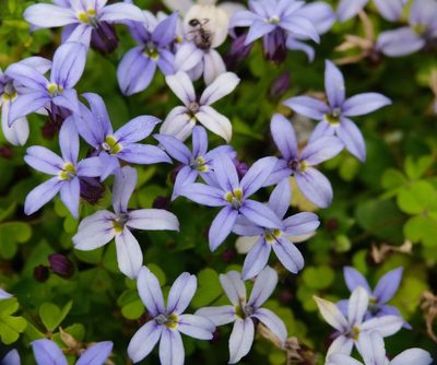 Lobelia pedunculata, photographed by Steve Kerr