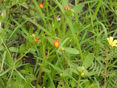 Portulaca umbraticola, photographed by Jared Shorma
