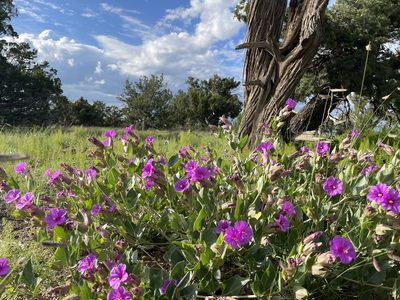 Mirabilis multiflora, photographed by Rachel Smith