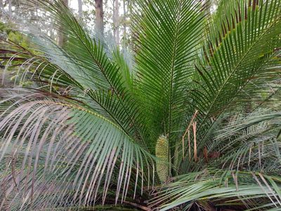 Macrozamia communis, photographed by Tricia Kaye