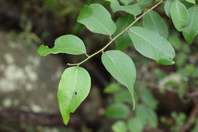 Bridelia leichhardtii, photographed by Greg Tasney