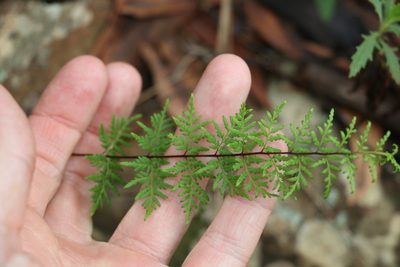 Cheilanthes sieberi, photographed by Greg Tasney