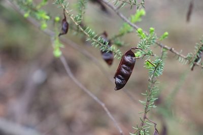 Acacia brunioides, photographed by Greg Tasney