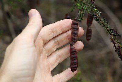 Acacia brunioides, photographed by Greg Tasney