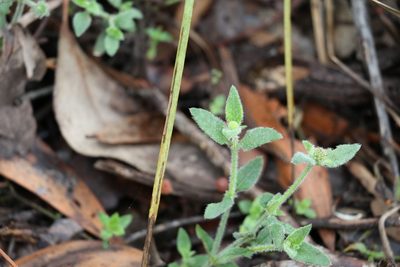 Opercularia hispida, photographed by Greg Tasney