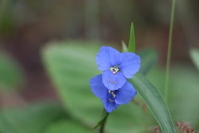Commelina lanceolata, photographed by Greg Tasney