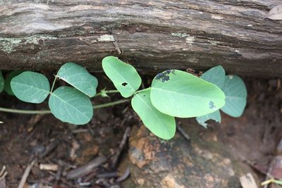 Oxytes brachypoda, photographed by Greg Tasney