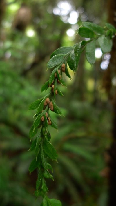 Tmesipteris horomaka, photographed by Sarah Richardson