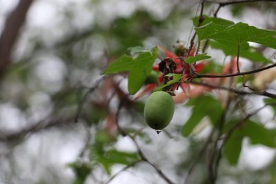 Passiflora aurantia, photographed by Greg Tasney