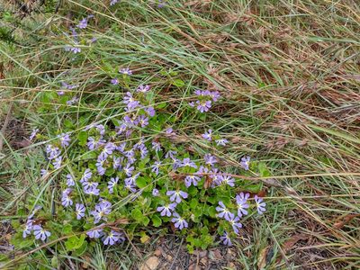 Scaevola aemula, photographed by Tricia Kaye
