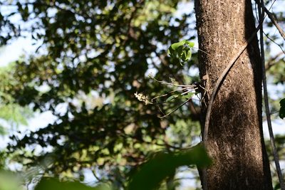 Dendrobium ovatum, photographed by S.MORE
