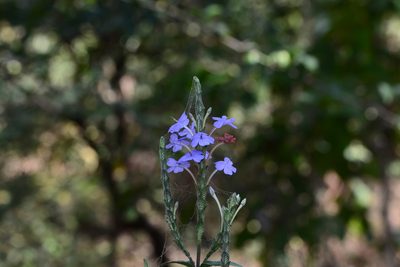 Eranthemum roseum, photographed by S.MORE