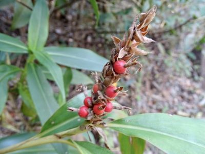 Alpinia stachyodes, photographed by Toby Y