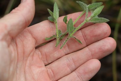 Opercularia hispida, photographed by Greg Tasney