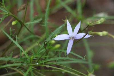 Lithotoma axillaris, photographed by Greg Tasney