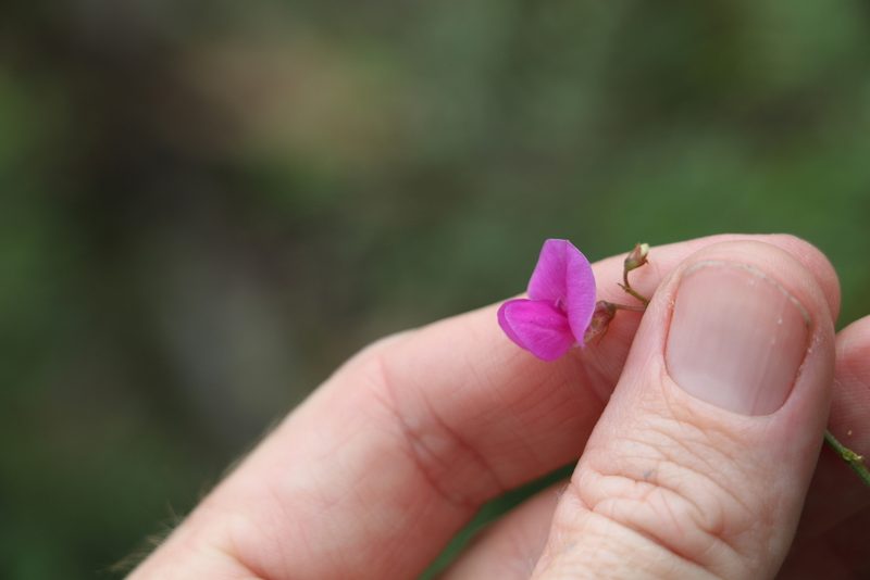 Tephrosia rufula, photographed by Greg Tasney