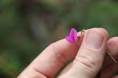 Tephrosia rufula, photographed by Greg Tasney