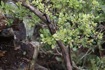 Flindersia collina, photographed by Greg Tasney