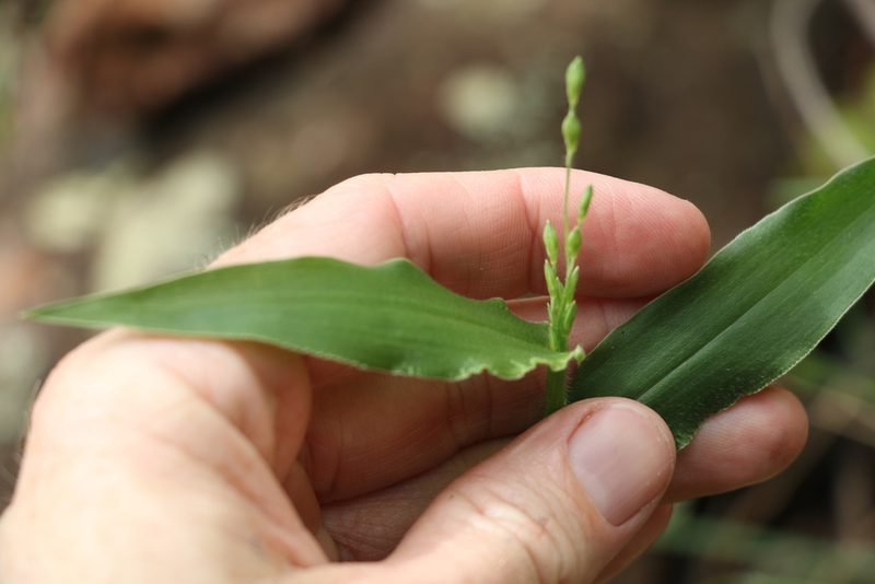 Urochloa foliosa, photographed by Greg Tasney