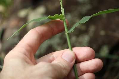 Urochloa foliosa, photographed by Greg Tasney