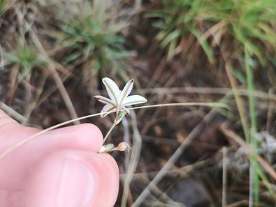 Trachyandra saltii, photographed by Ricus Nel