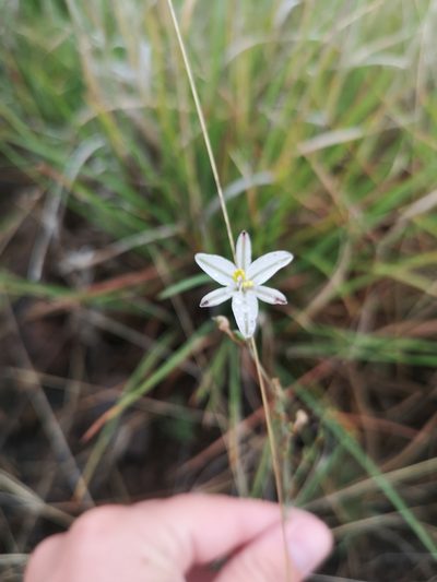 Trachyandra saltii, photographed by Ricus Nel