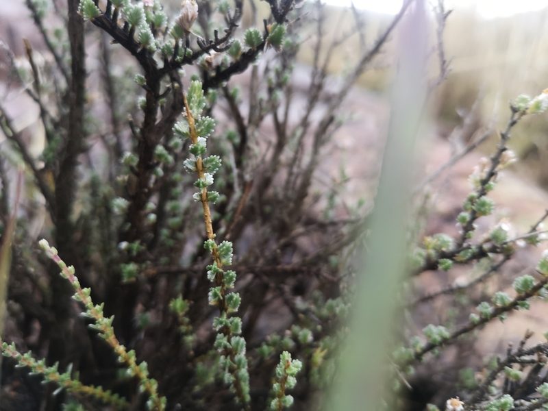 Eriocephalus karooicus, photographed by Ricus Nel
