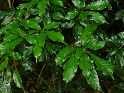Lithocarpus corneus, photographed by Jacy Chen