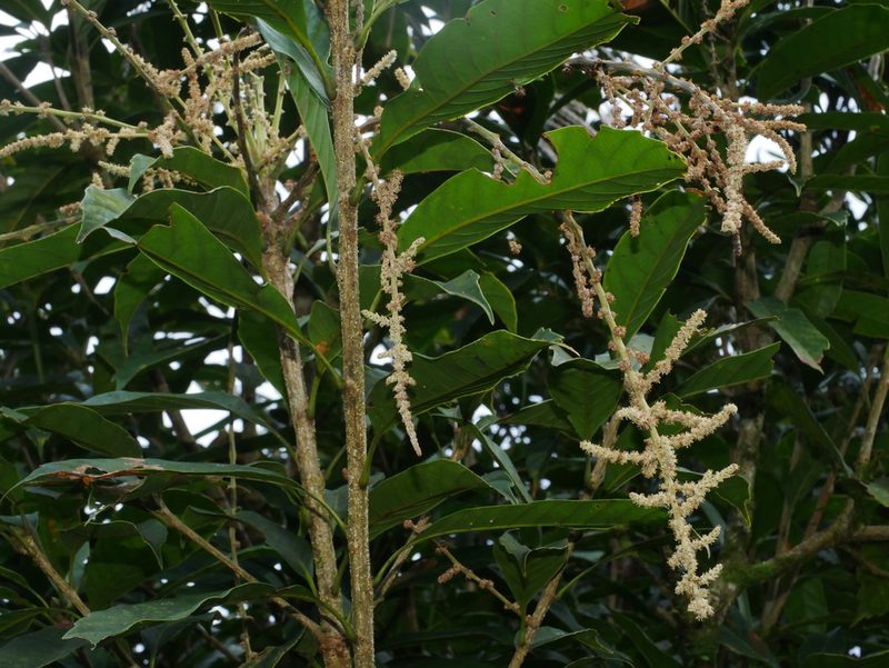 Lithocarpus kawakamii, photographed by Jacy Chen