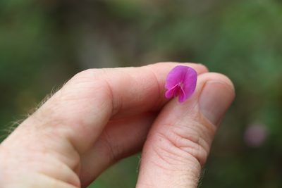 Tephrosia rufula, photographed by Greg Tasney