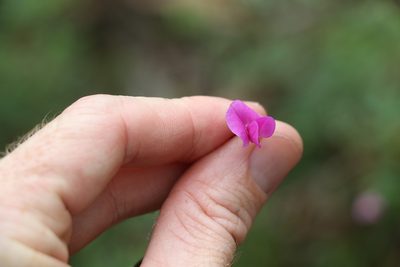 Tephrosia rufula, photographed by Greg Tasney