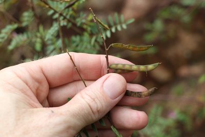 Tephrosia rufula, photographed by Greg Tasney