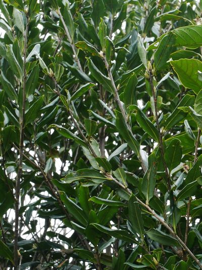 Quercus sessilifolia, photographed by Jacy Chen