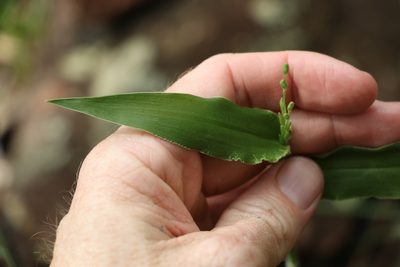 Urochloa foliosa, photographed by Greg Tasney